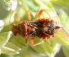Rhopalus subrufus